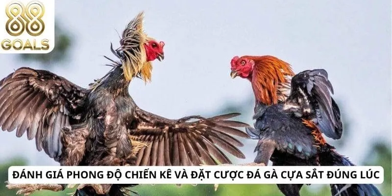 Đá gà cựa sắt 4 Đánh giá phong độ chiến kê và đặt cược đá gà cựa sắt đúng lúc