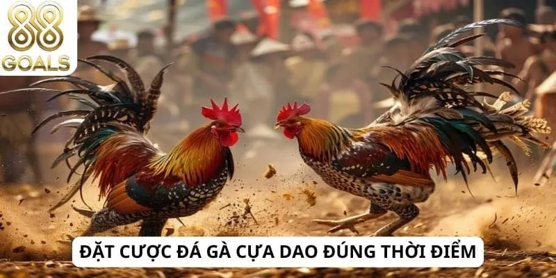 Đá gà cựa dao 4 Đặt cược đá gà cựa dao đúng thời điểm