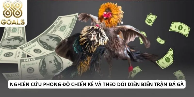 Nghiên cứu phong độ chiến kê và theo dõi diễn biến trận đá gà