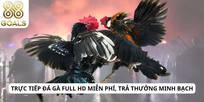 Trực tiếp đá gà Full HD miễn phí, trả thưởng minh bạch