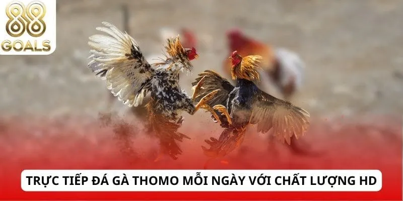 Đá gà Thomo 2 Trực tiếp đá gà Thomo mỗi ngày với chất lượng HD